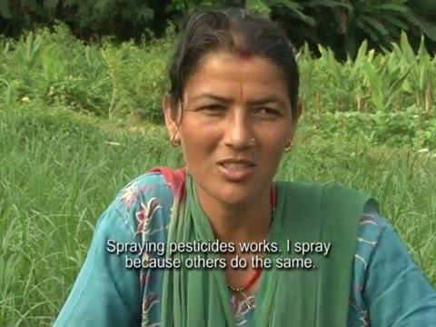 Embedded thumbnail for Commercial Vegetable Production: Farmers at pesticide risks